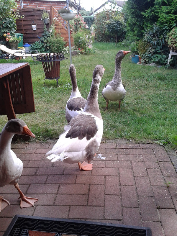 ...die ersten Tage musste er sich ein wenig in Acht nehmen vor den Damen - aber dann hatte er sie im Griff und begann zu führen. Auch dorthin wo sie eigentlich nicht hin dürfen...