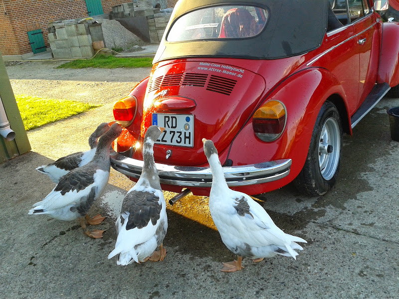 Nur Blödsinn im Kopf... Kontrolle: SoSo.... Auto ist TÜV fällig!