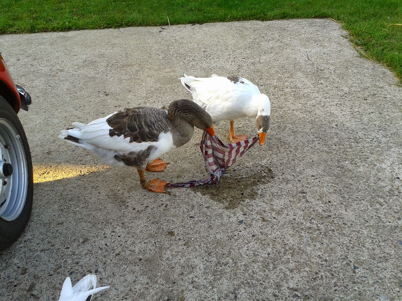 Wir kümmern uns dann schon Mal um Wasser und Lappen!
Als Wassergeflügel kennen wir da was von...