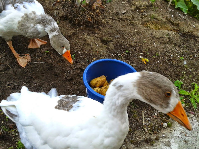 Ein paar Tage später: "Wir helfen gerne mit! Ehrensache!!!"