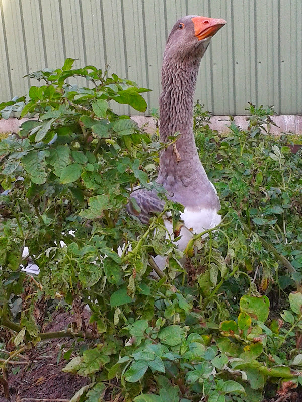 Die Kartoffeln sollten bald raus!
Nein Gustav. NOCH NICHT!