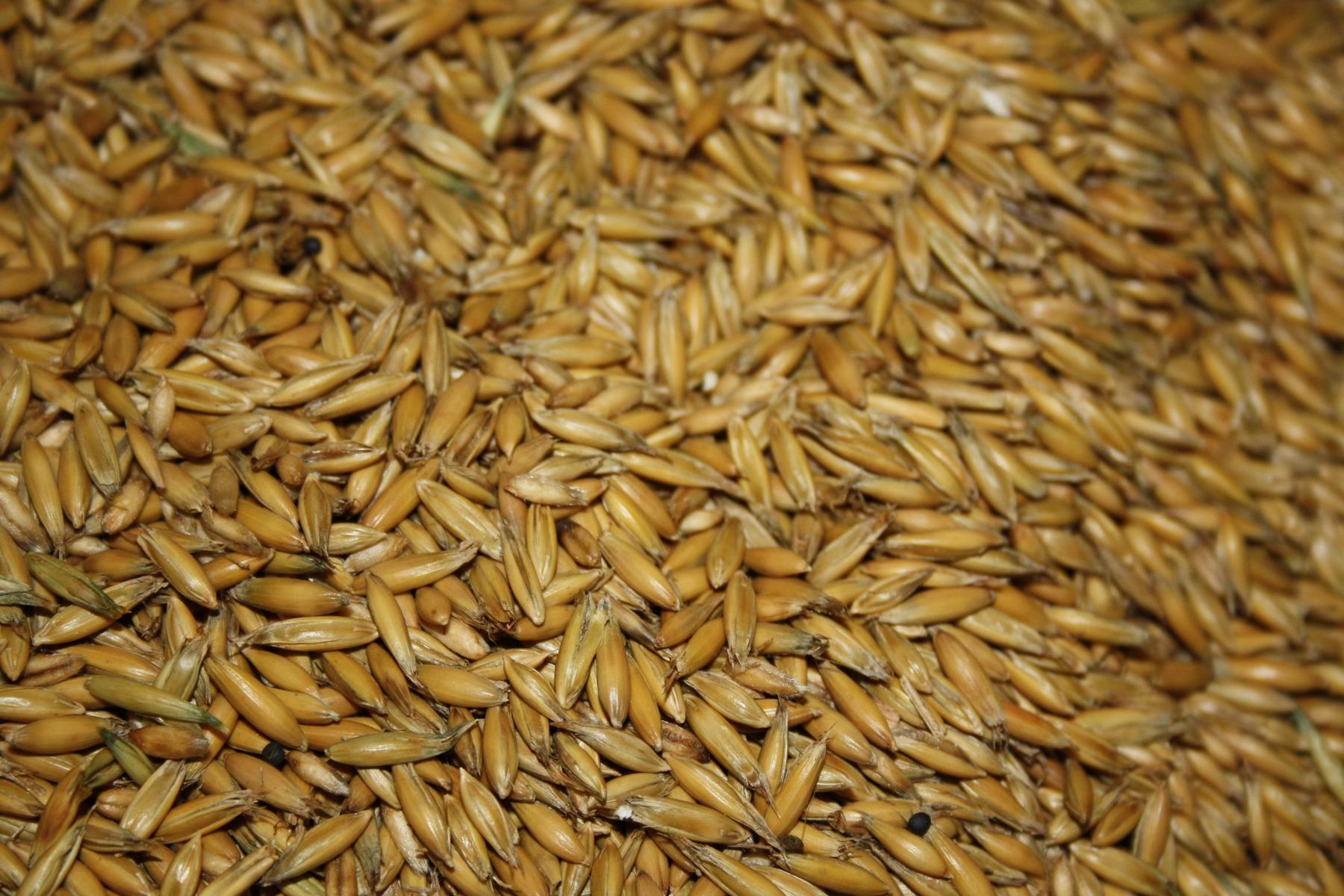 Hafer.....    25 kg  für 6,00