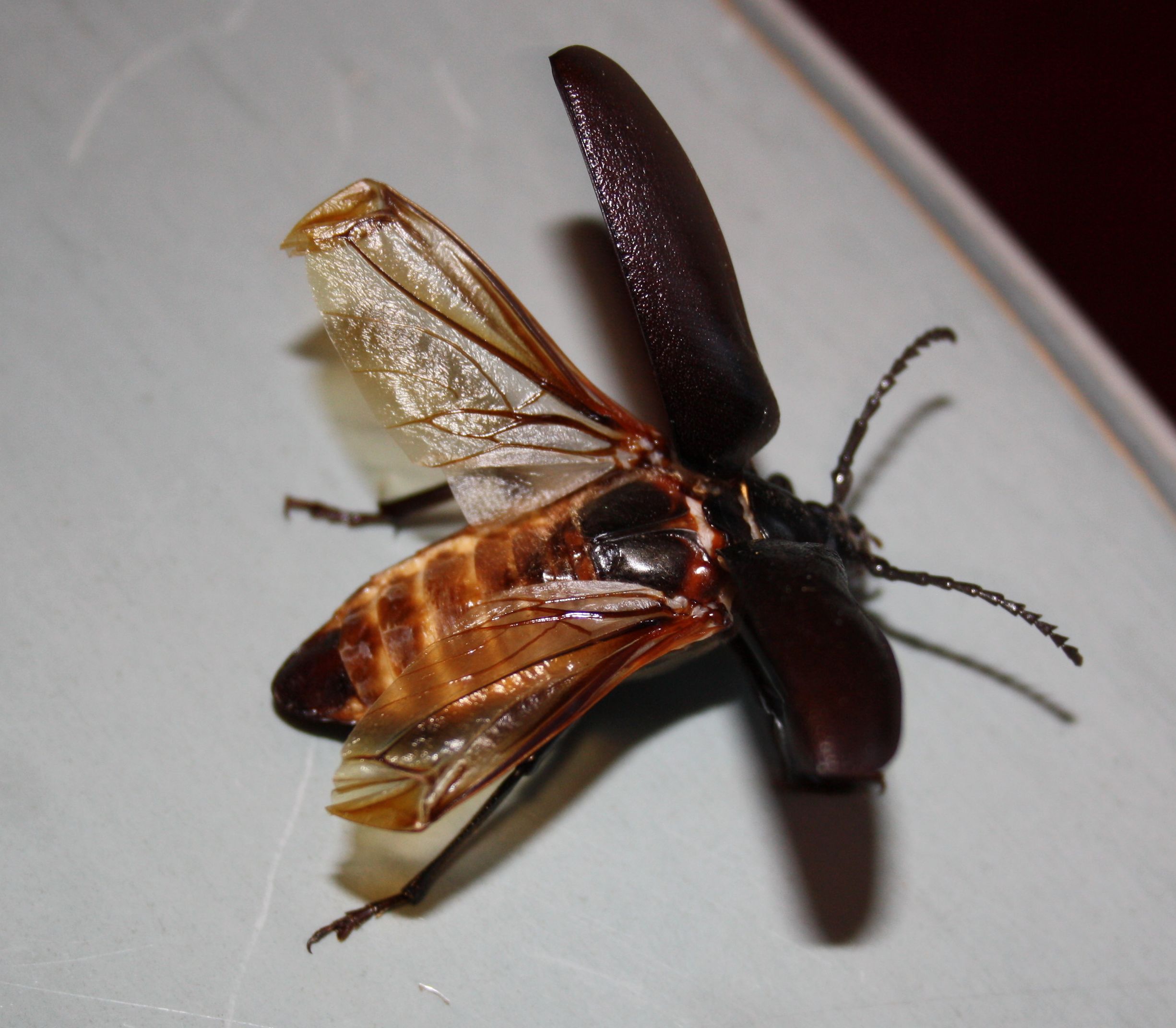 Ein Sägebock-Käfer. Heißt so, weil er unterseits am Panzer gezahnte Reihen hat.