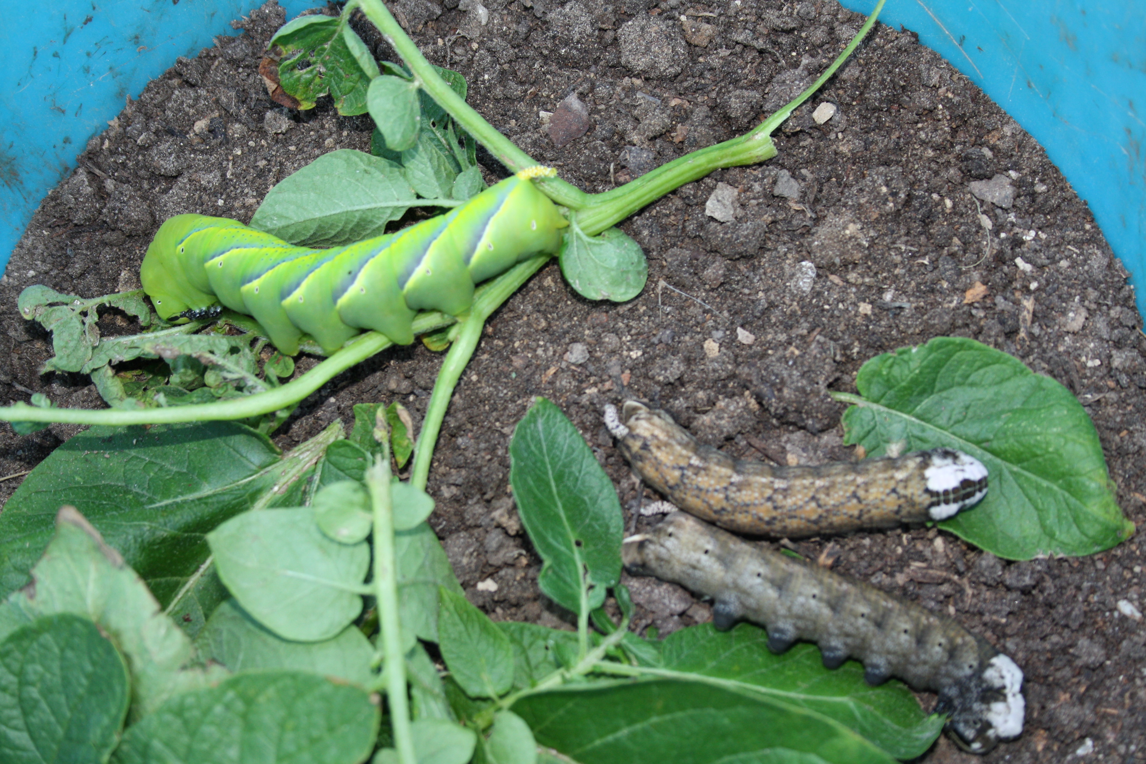Am Kartoffelkraut gefunden: Die Raupen vom Totenkopf-Falter. In Echt: fingerlang und -dick!
Beide Färbungen - grün und braun - sind möglich. Bei uns extrem selten. Sollen lt. Kustos vom Botanischen Garten Kiel mit warmen Sommerwinden aus dem Süden hochgetragen worden sein zu uns.
