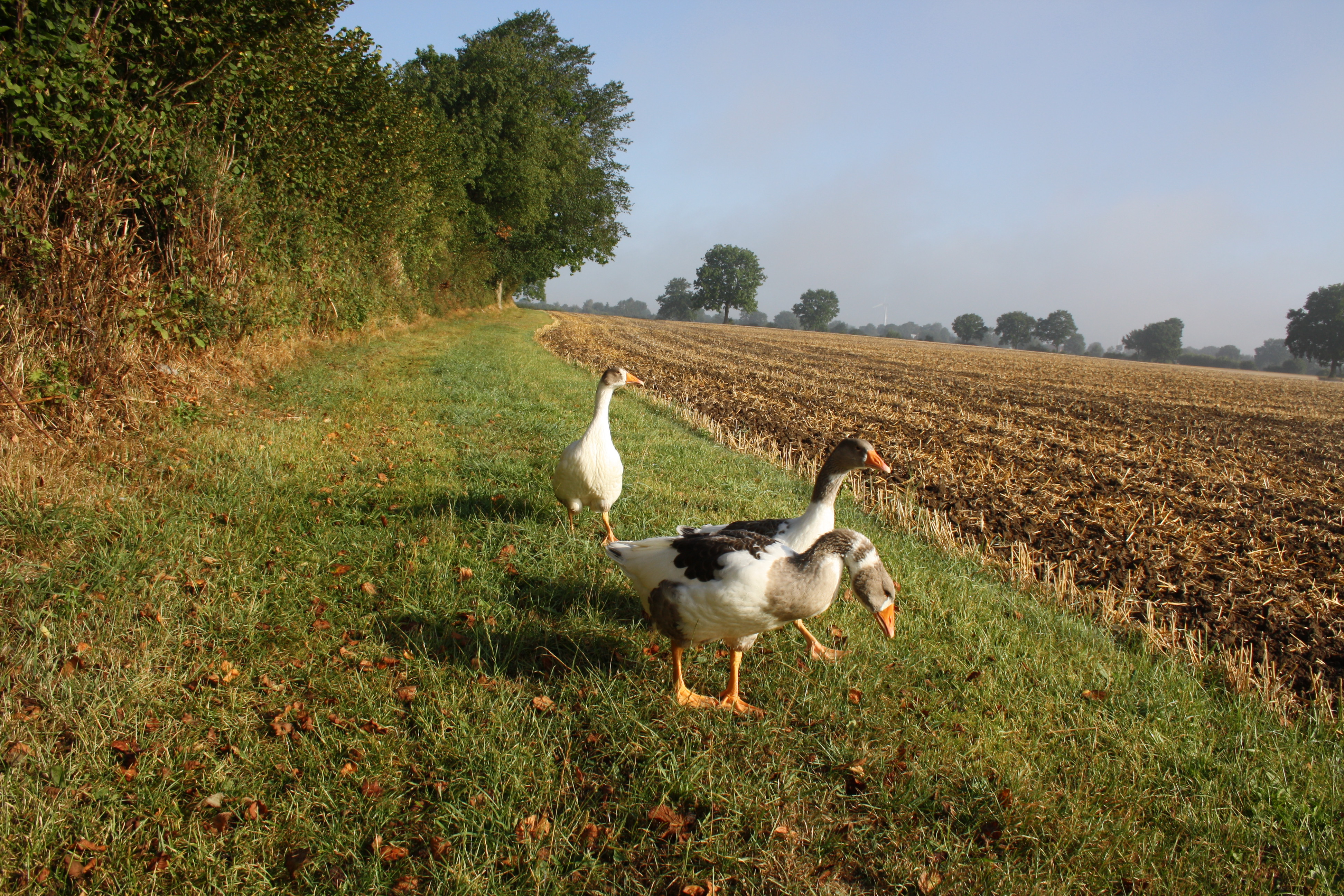 Den ganzen langen Feldweg runter. Zu Fuß. Irgendwo muss doch noch Getreide stehen.... alles alle...    SCHADE