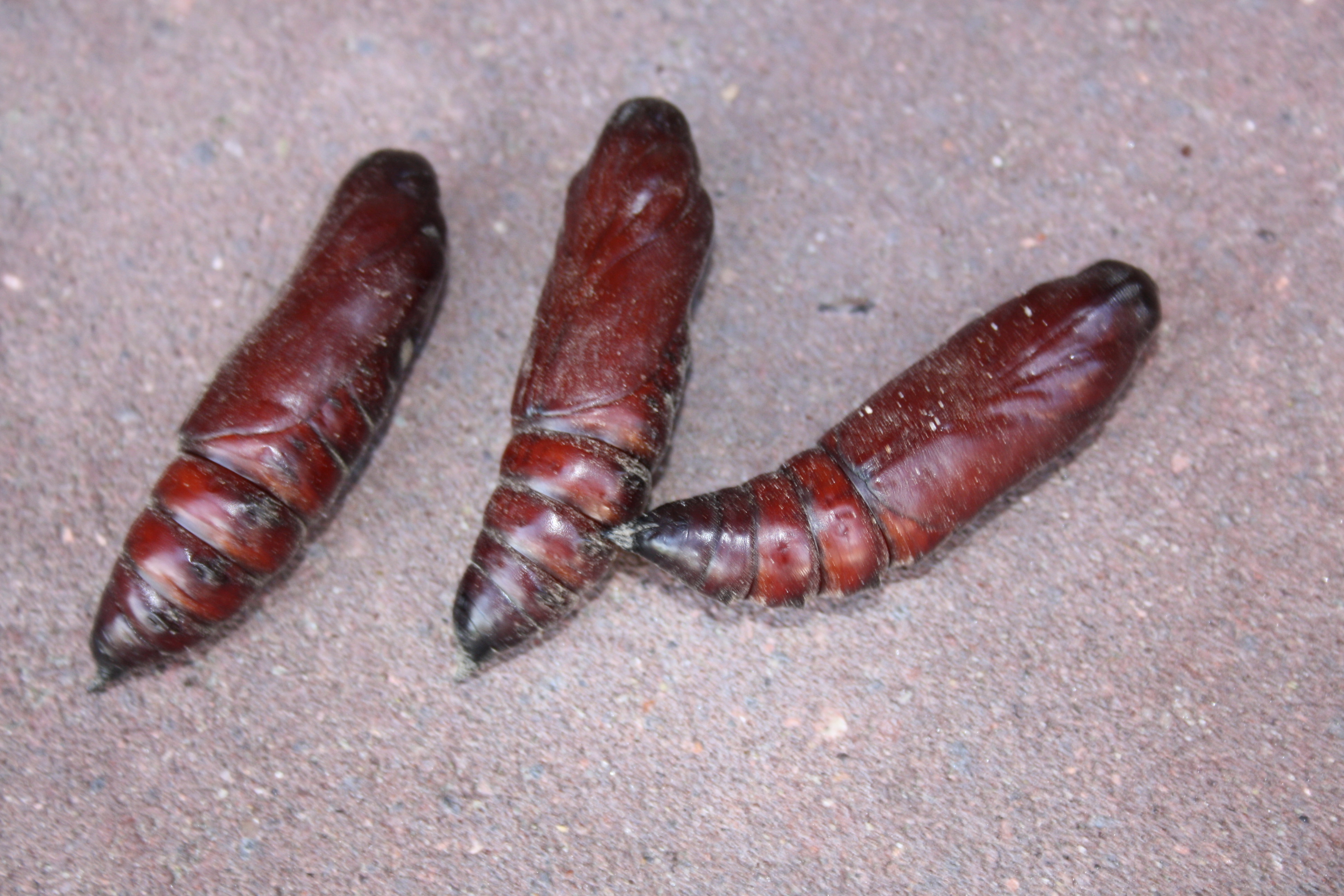 Ich hab die Raupen im Eimer mit Kartoffelerde und -kraut gelassen und gefüttert, bis sie sich nach ein paar Tagen tief in den Boden gekrochen sind, sich verpuppt haben. Hier im Puppenstadtium, die letzte Etappe vor der Auferstehung als fertiger Falter.