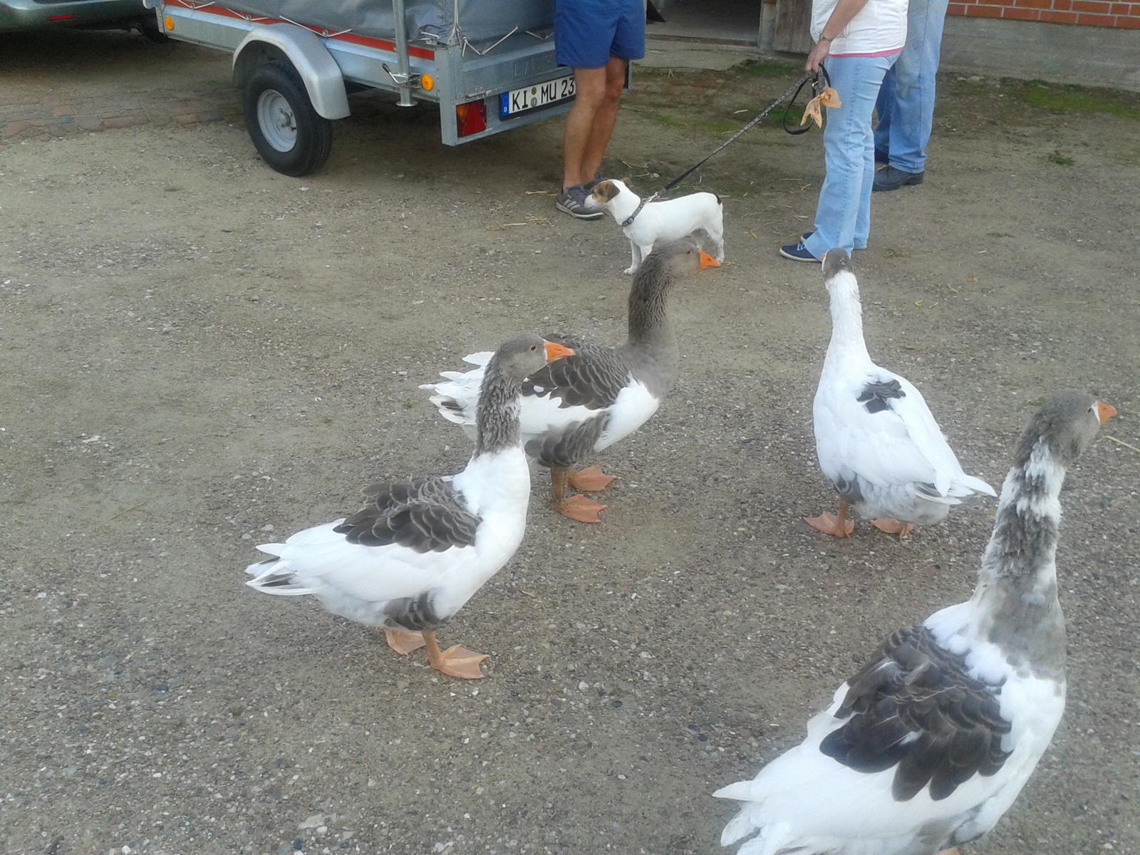 FREMDE auf UNSEREM Hof!     Was haben die komisches dabei?? Noch nie gesehen.    Erstmal gebührend Abstand halten.... und den Schnabel auch. Meckern können wir später auch noch. Sicher ist Sicher.