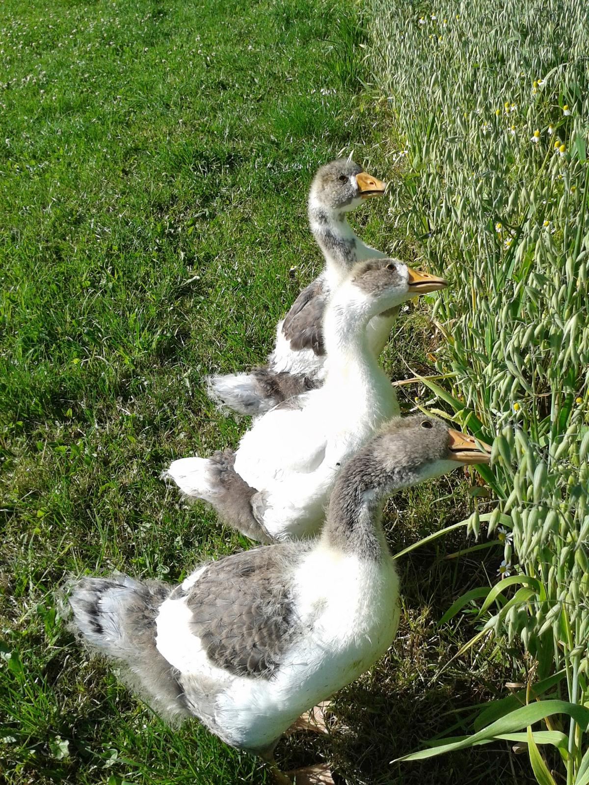 Frischer, grüner Hafer für die jungen Langhälse.
"all you can eat " ... bis der Kropf voll ist!
