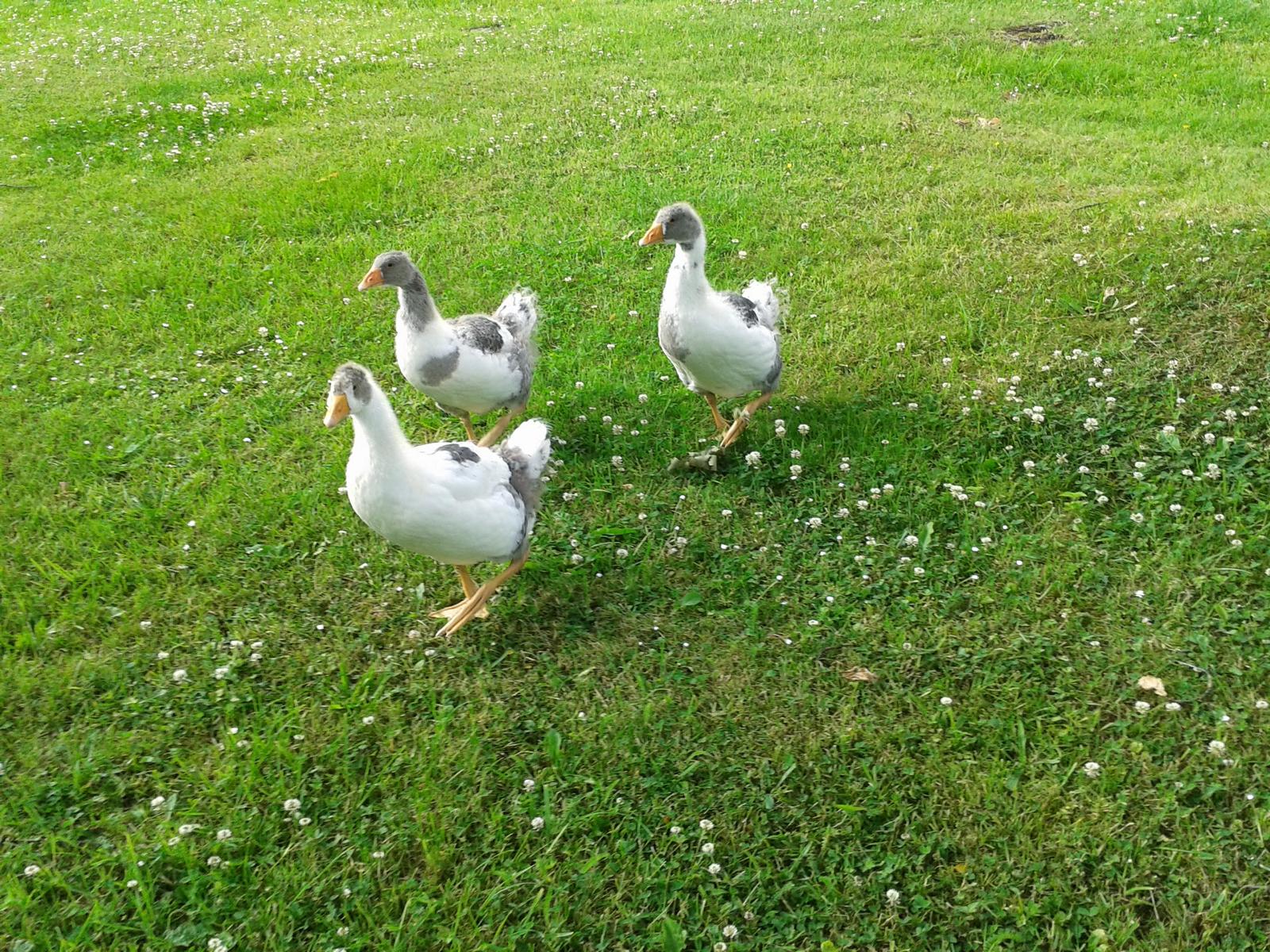 ... so große die Wiese...
... und so grün....
...und alles für uns alleine....