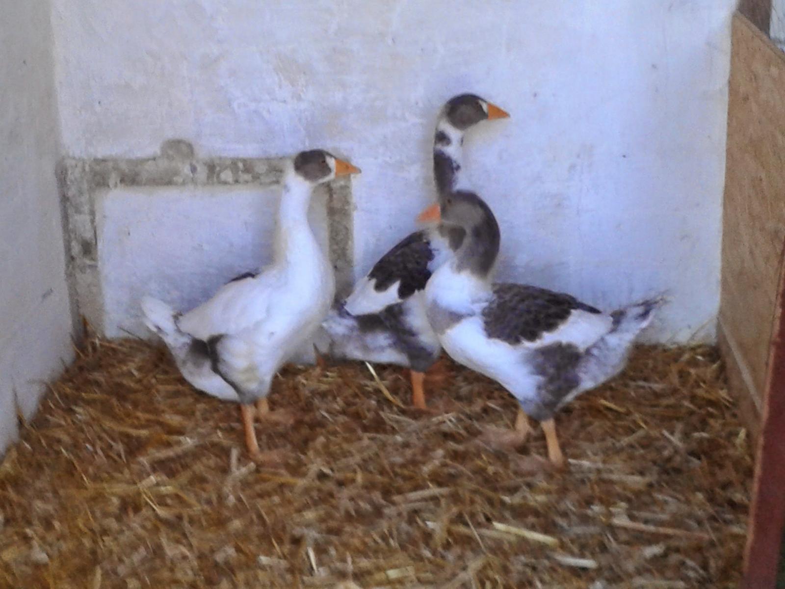 Im neuen Zuhause. Die ersten 4 Wochen waren Ausflüge nur "in Begleitung" möglich, weil wir uns ja erstmal aufeinander prägen mussten.