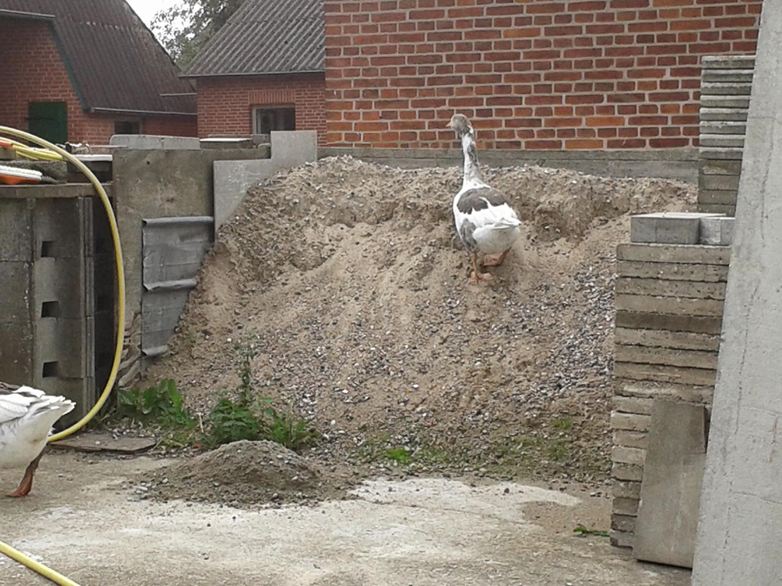 "...da kann man suchen wo man will.. gans komisch... alles weg..."
(Lt Literatur klettern Gänse ungern. Meine scheinen ein "Gemsen-Gen" zu haben.)