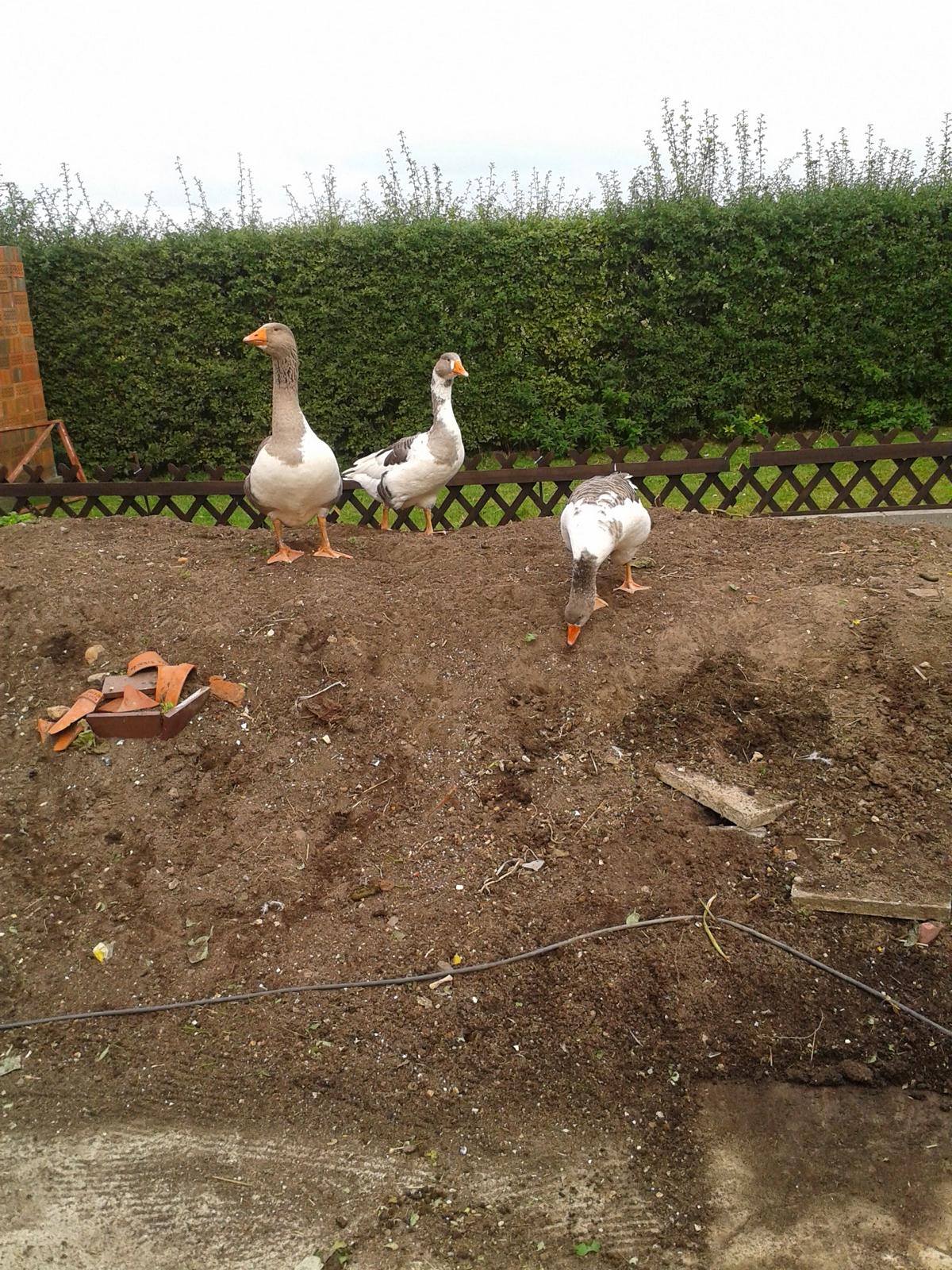 Noch ein paar Tage später: Alles erledigt. Alle raus. Alle weg.... WEG????? Die leckeren Kartoffeln????