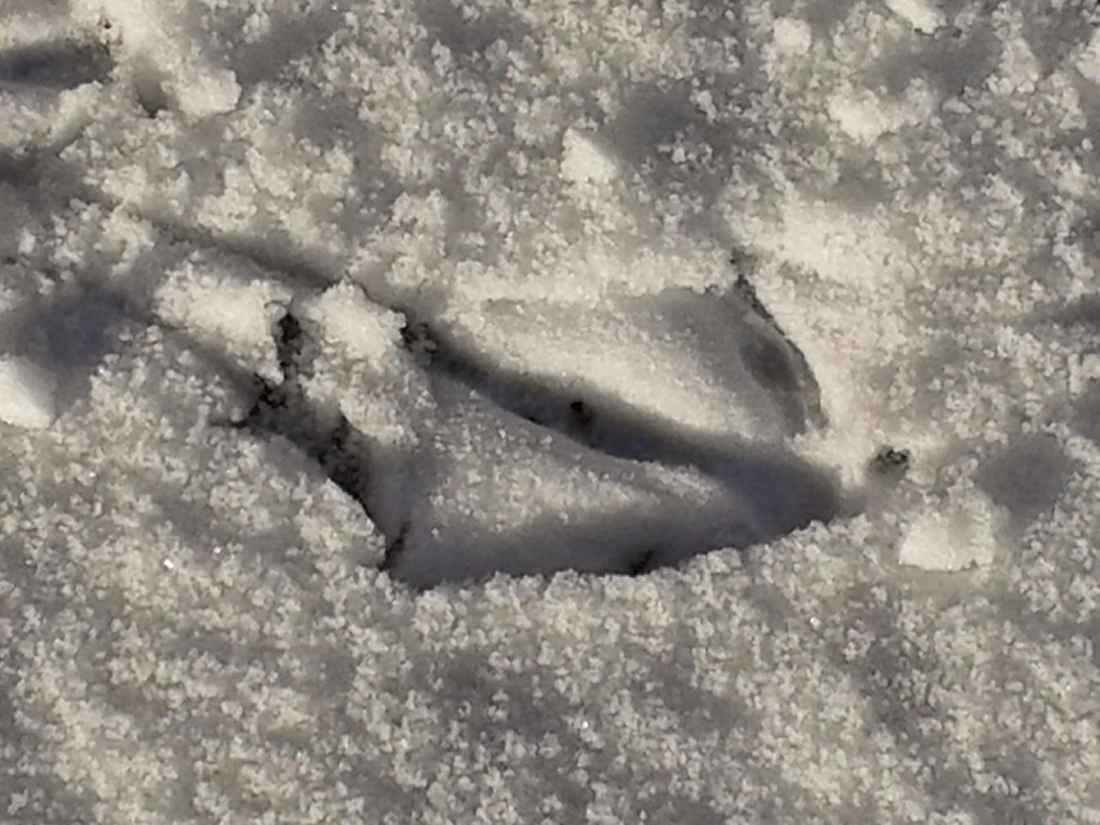 Sauberer Abdruck..... wer das wohl war????