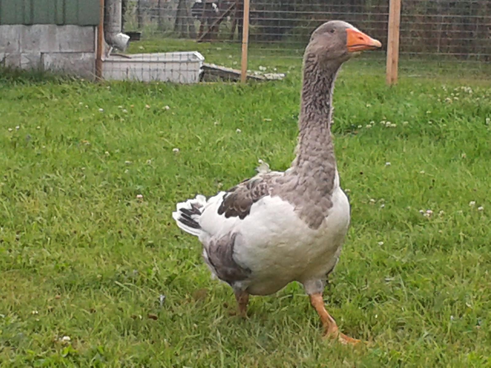 Mitte Juli 2014 kam der von uns ausgesuchte Ganter auf den Hof. (Ich hatte meinen Mann überreden/überzeugen können.)