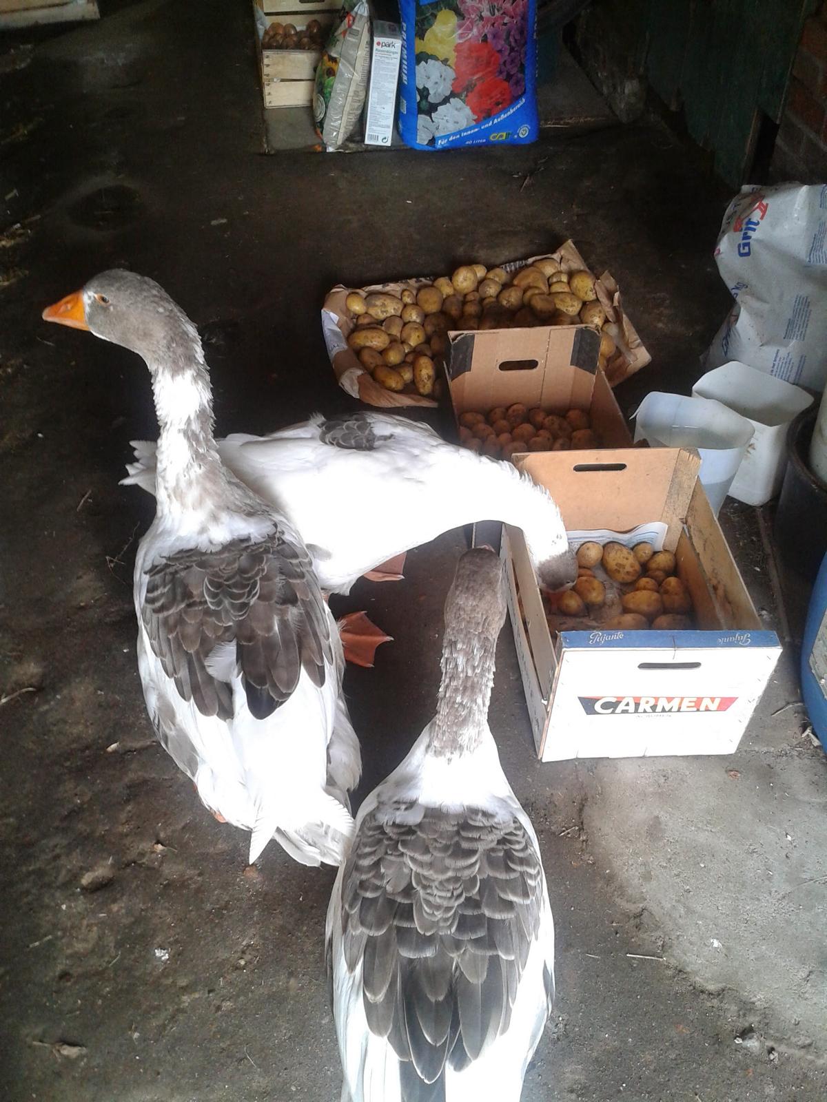 Na also... da sind sie ja.... Konnte auch nicht angehn.... Kartoffeln: Wir wissen wo ihr wohnt!