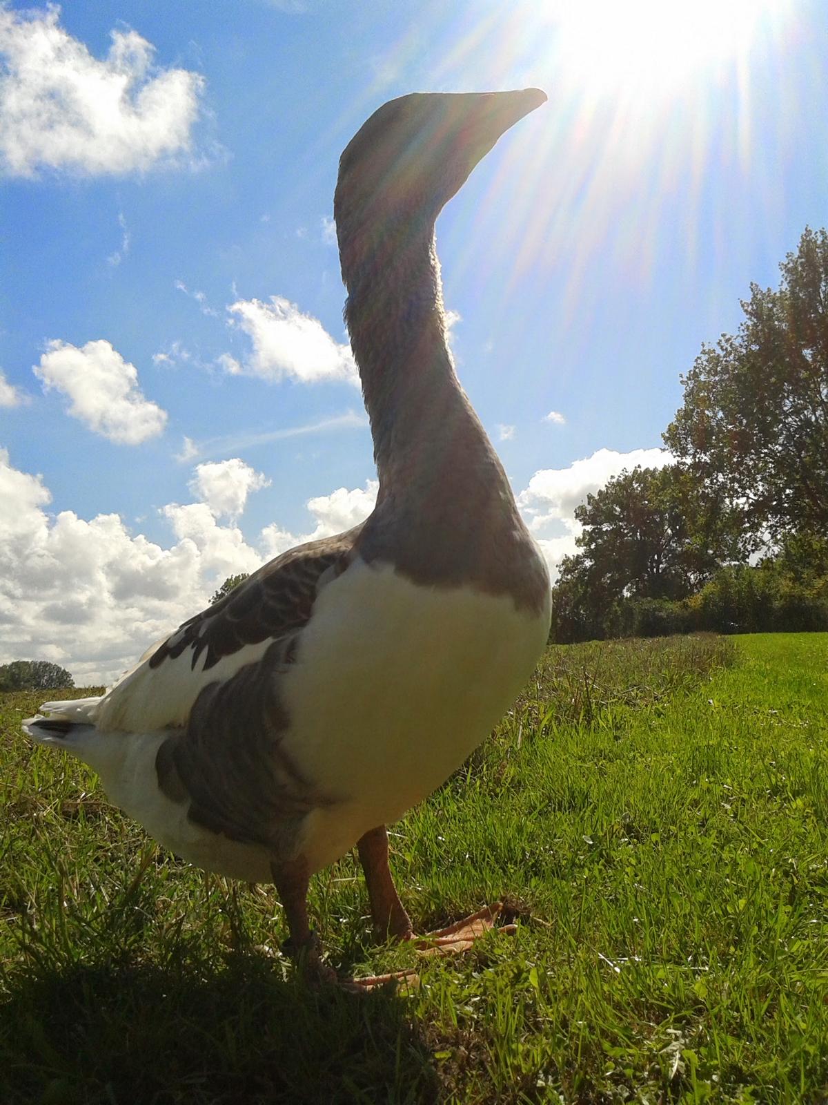 August. Hochsommer. Gustav hält Wache! Man weiß ja nie....