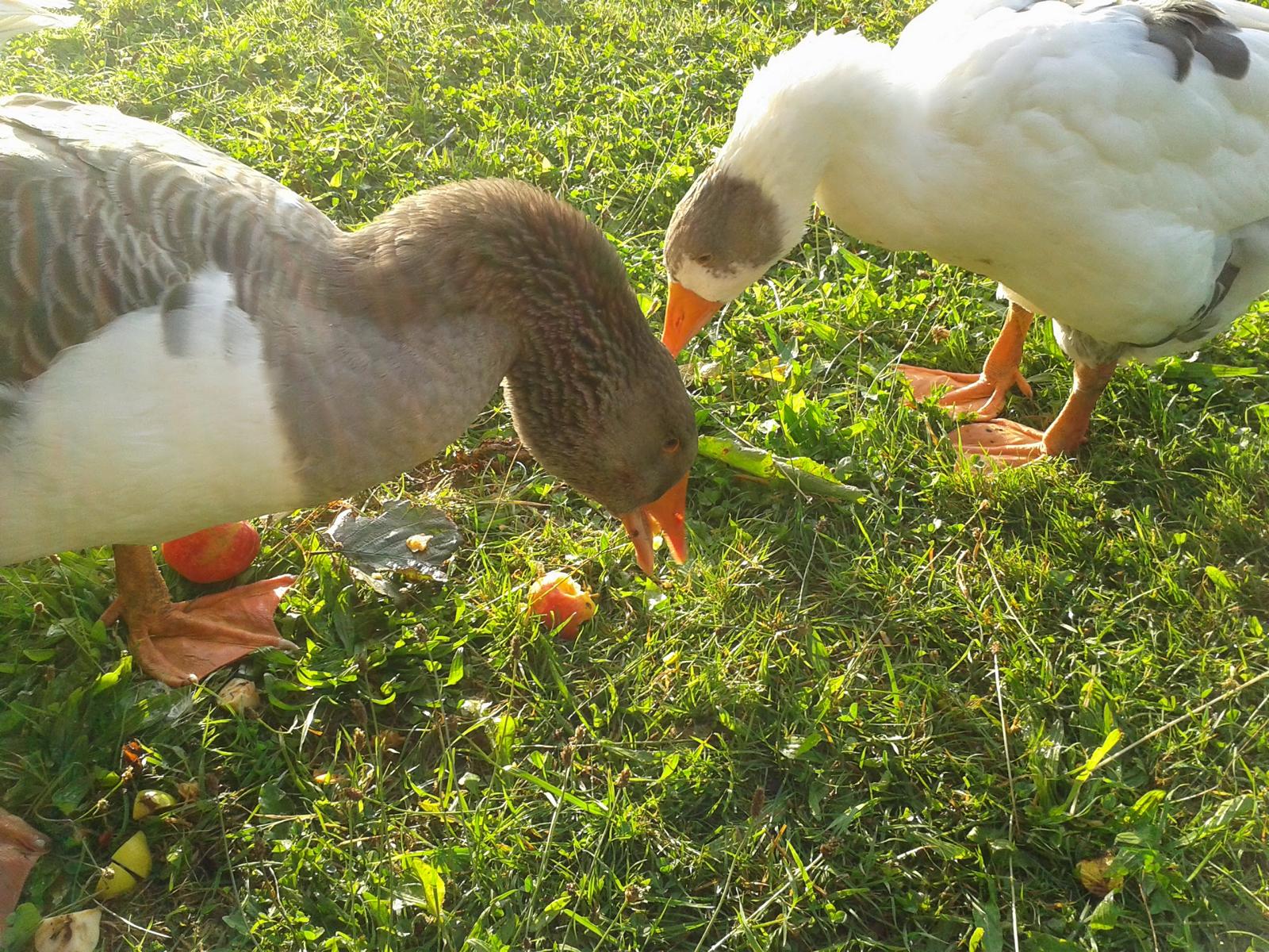 Herbstzeit. Apfelzeit. Noch besser als Kartoffeln. Lecker. Serviert von der Chefin. Bitte mehrmehrmehr...
