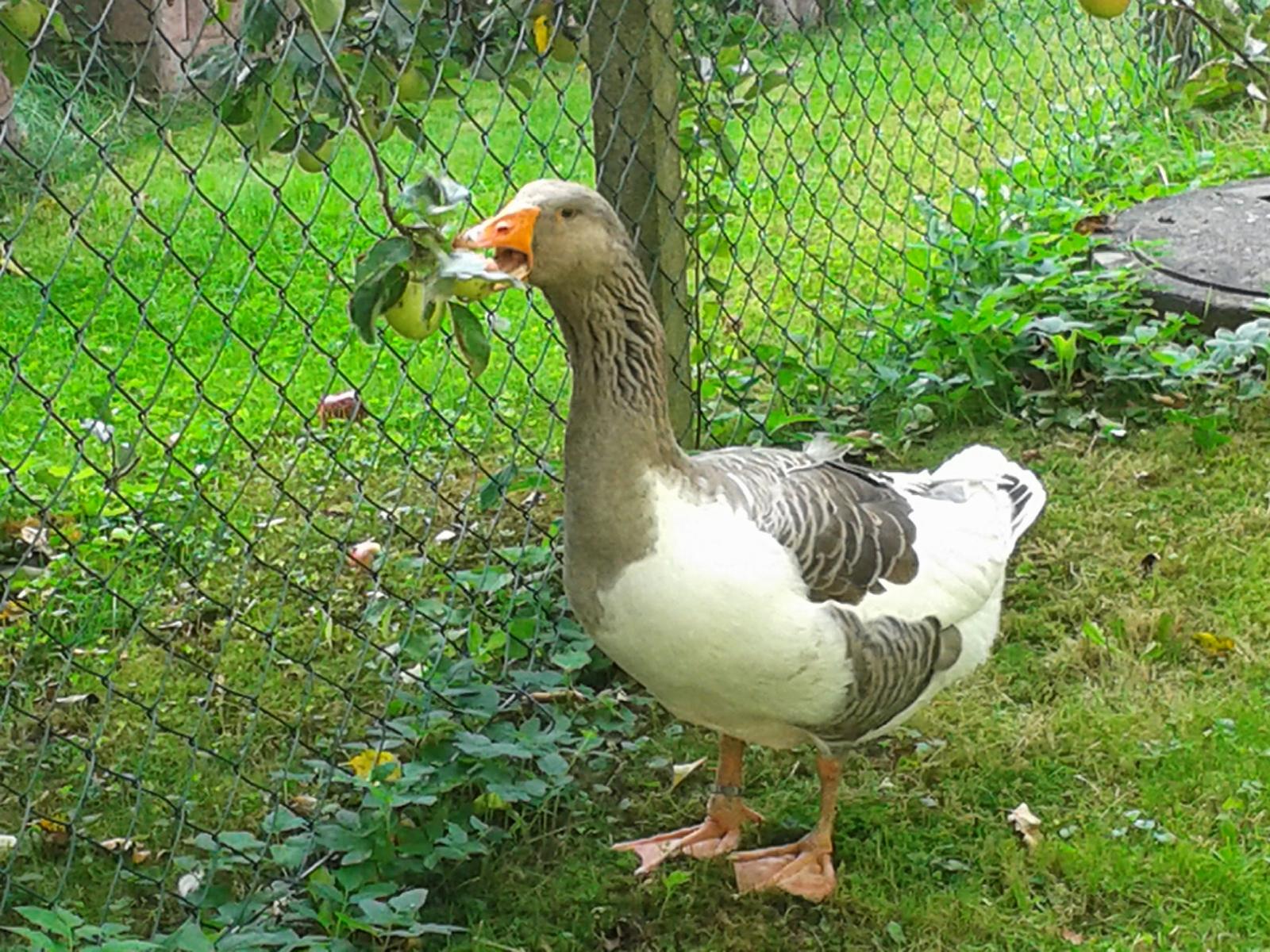 Gustav kennt das ganze Revier, weiß auch wie er am einfachsten selber ernten kann. (Darf er!)