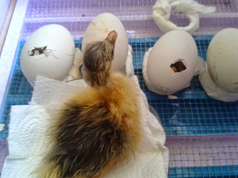 Ca. 2 Stunden nach dem Schlupf ist das Küken fast trocken, bleibt aber noch die nächsten 12 Stunden mit seinen inzwischen neuen Geschwistern in der separaten, beheizten Trockenbox, damit es sich von der Anstrengung erholen kann, ganz trocken und kräftig wird.