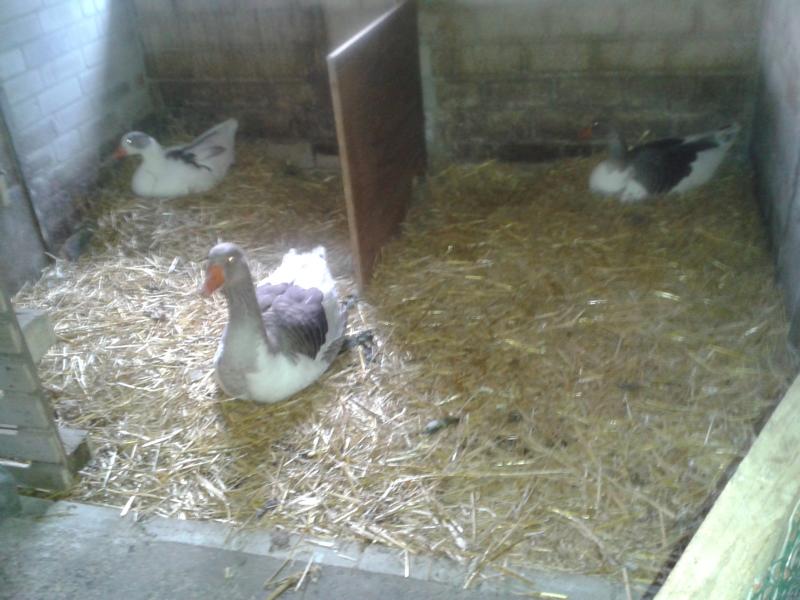 Inzwischen sieht es im Stall so aus: Die Muddis sitzen fest und brüten. Gustav ist Wachposten. WEHE es kommt jemand.. ich werde mit Müh und Not geduldet. Er würde jetzt  seine Familie bis aufs Blut verteidigen!