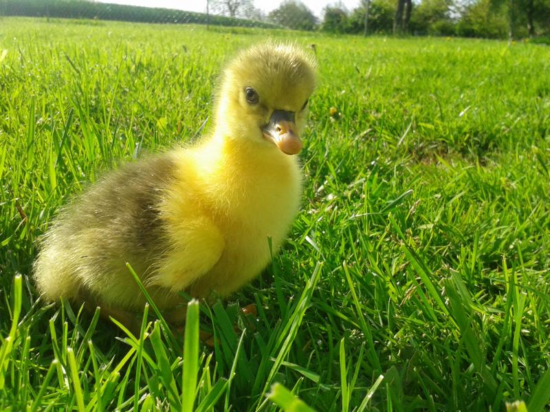 Mein absolutes Lieblingsportrait: Der 3. Lebenstag und der erste Tag bei Sonnenschein draußen! Halbe Stunde - das reicht erstmal.