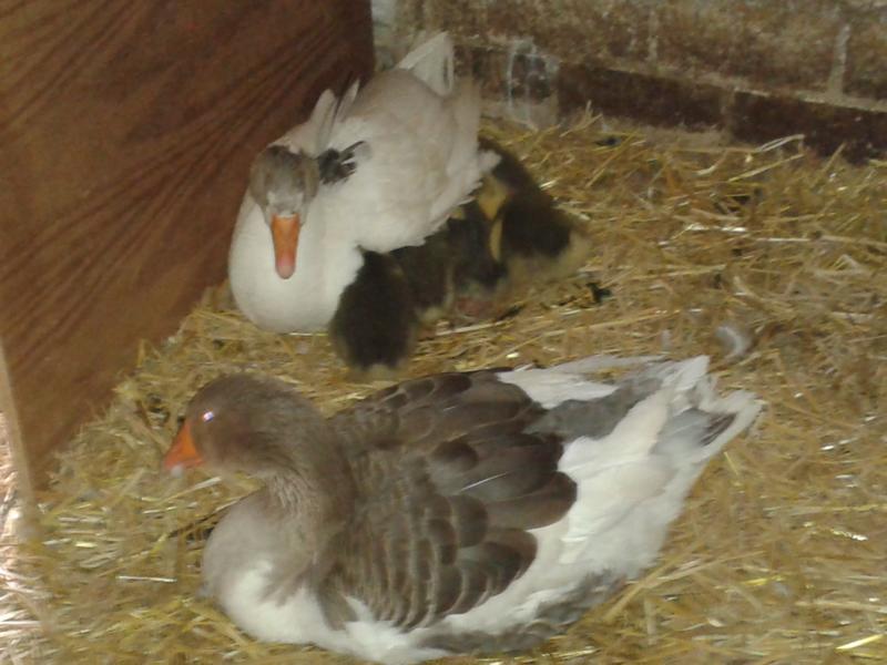 Und eines Tages hat es unter den Flügeln wiwiwiwiw gemacht.... Gustav schläft nur noch auf einer Hirnhälfte.... ständig im Kampfmodus. Es ist vollkommen egal, wer sich nähert! EInfach "vorbeischleichen" geht auch nicht. Irgendeine Gans hält immer Wache. Und dann setzt ein Krakeel ein... ein paar Mal war ich kurz vorm Hörsturz... Ich muss doch Mal  wenigstens den Wassereimer auffüllen. Ich fass` doch nix an... Menno... was für ein Stress. Für die Gänse... 