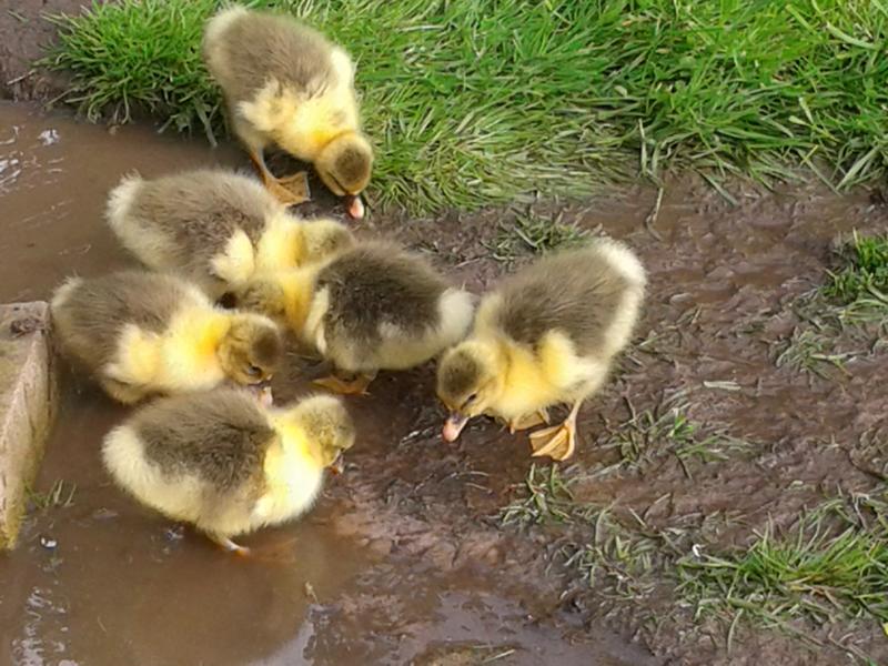 !!!! gans toll " Matschepampe am Überlauf vom Badeteich. (Man beachte die vollen Kröpfe am Hals. Kräuter und Gras schmecken!)