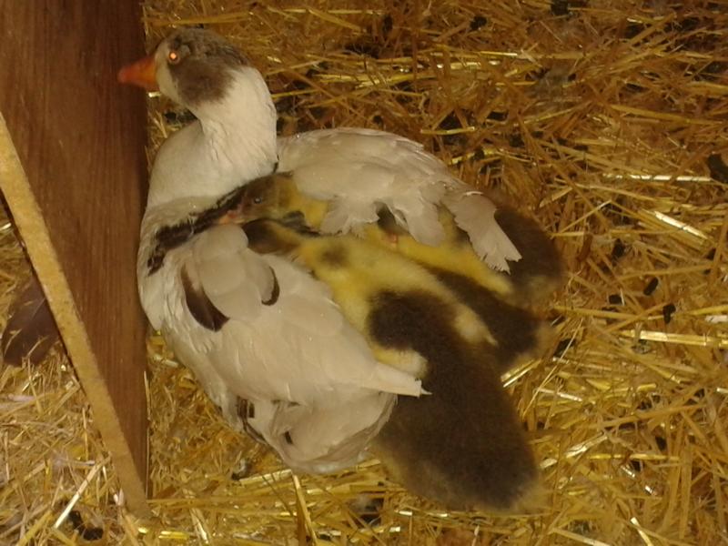 Dicke Kinder passen auch weiterhin unter den Flügel. Jedenfalls mit "vorne..."