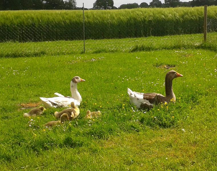 Mehr Grün geht nicht. Und mehr Zufriedenheit auch nicht.