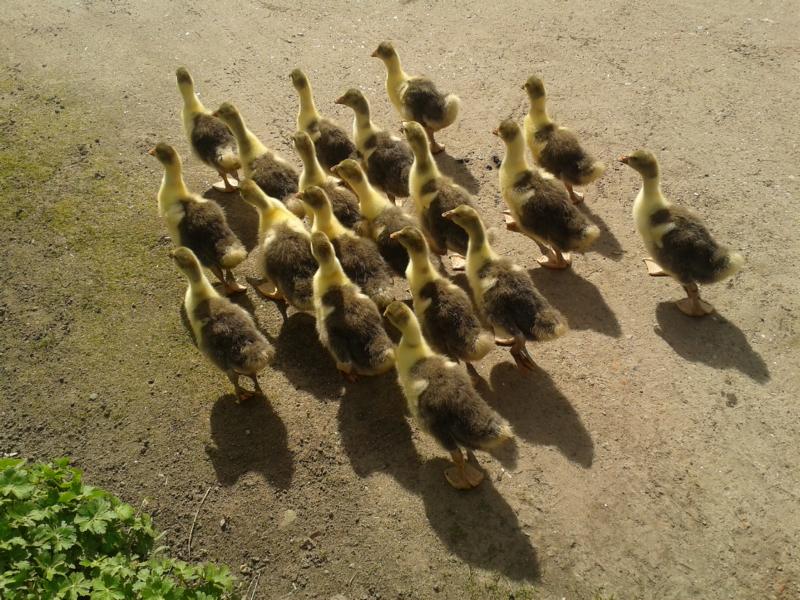 Da die Lütties  fest auf mich geprägt sind, üben wir schon täglich "zusammen laufen. Muddi hinterher."  Sie sollen sich Weg und Gegend einprägen, frei ihre Weide und den Stall finden. Natürlich nur unter meiner Aufsicht!
