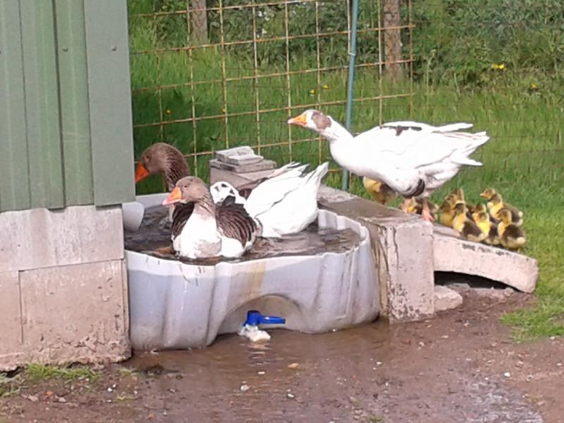 So. Jetzt alle ganz tapfer die Rampe hoch und ab ins Wasser. Schwimmen ist gans einfach.