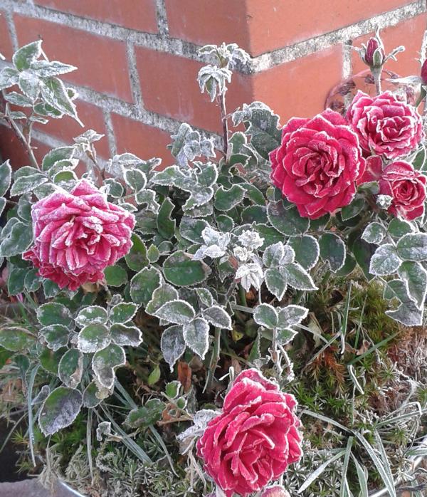 Und dann hat`s plötzlich über Nacht den ersten Frost gegeben...