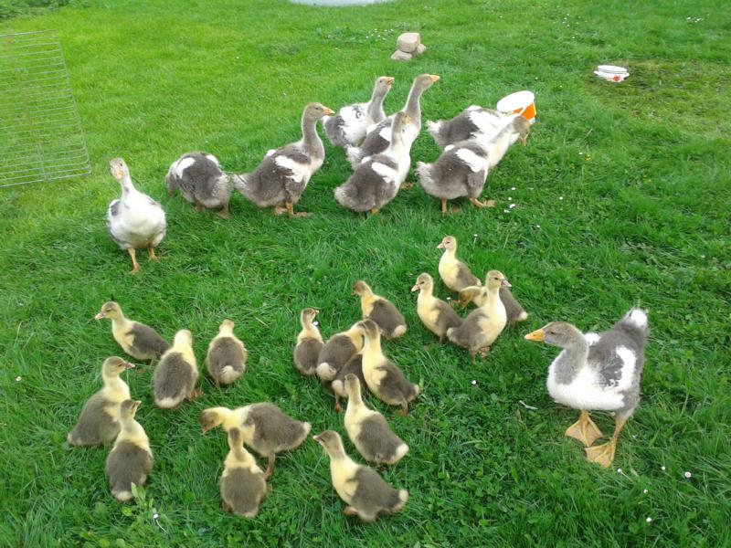 Großer Ausflug von kleinen Gösseln  mit großen Geschwistern.