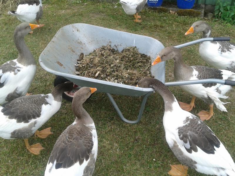 Und auf jeden Fall muss die Weide noch abgesammelt werden. "Nein ihr Doofies. Das ist nichts zum Fressen. Menno.... Das sind eure Hinterlassenschaften" (So`n Mist...)