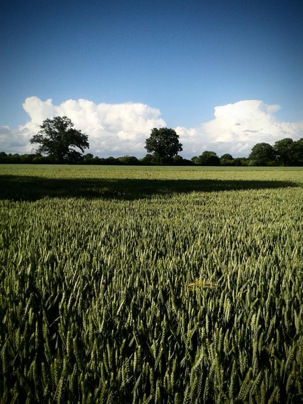 Frühjahr. Der Weizen hat sich kräftig bestockt, steht sehr gut. Schöne große, dicke Ähren.