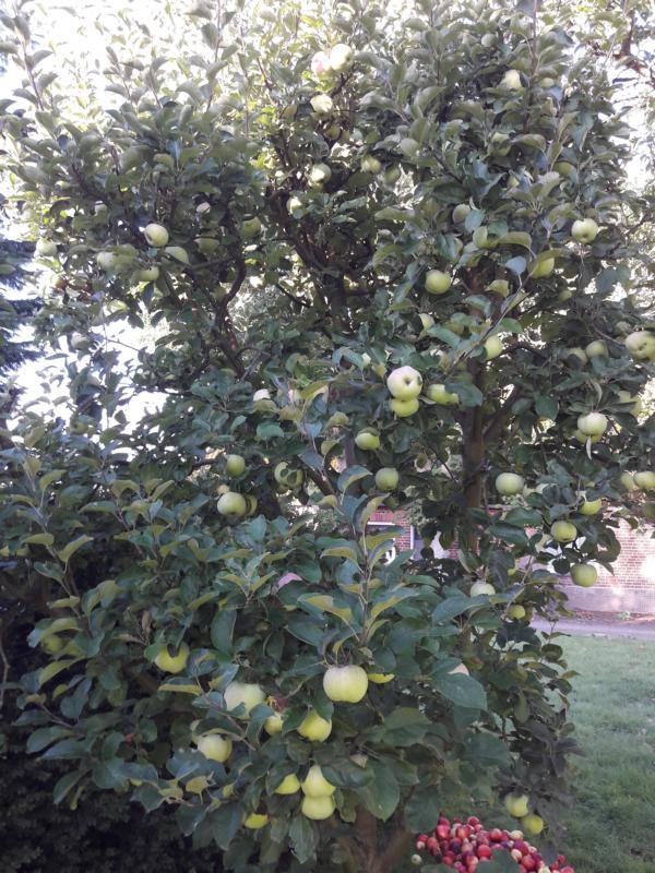So ca. 6 Zentner Äppel können wir dieses Jahr zum Entsaften bringen. Nur von diesem einen Baum...260 Flaschen Saft nehmen wir wieder mit - das reicht fürs Jahr.