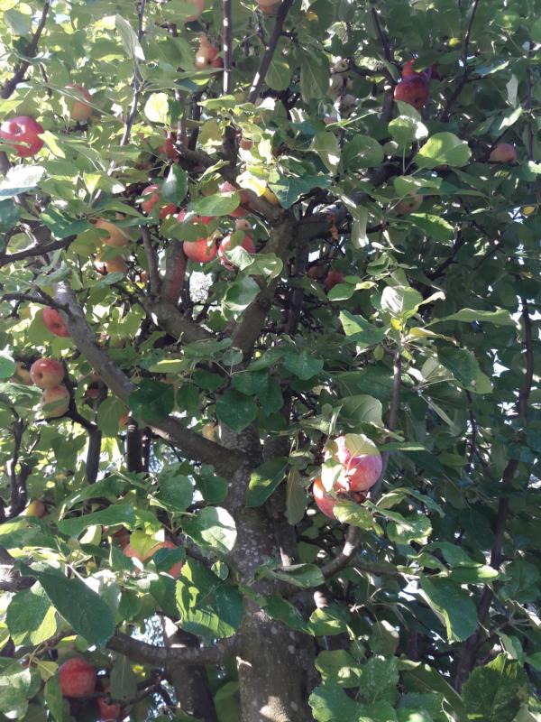 4 alte Bäume tragen richtig gut. Und dann sind da auch noch Birnen und Zwetschen. Reineclauden sind schon im Sommer verarbeitet worden.