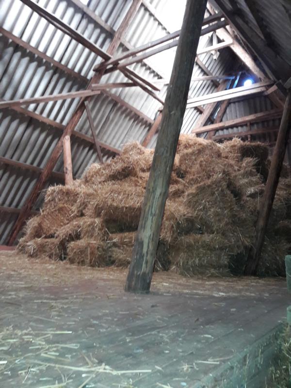 Auf dem Strohboden über der Diele wohnen im Sommer die Schwalben. Und manchmal auch eine Eule. "Uhlenhorst" stimmt also!