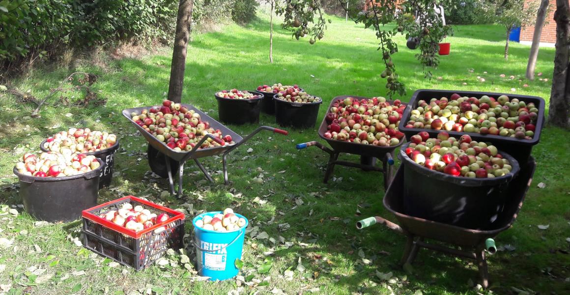 Horst krabbelt in den Baum zum Schütteln. Und wir sammeln. 6,5 Zentner... beste Äpfel. nach 2 Stunden war alles  erledigt.