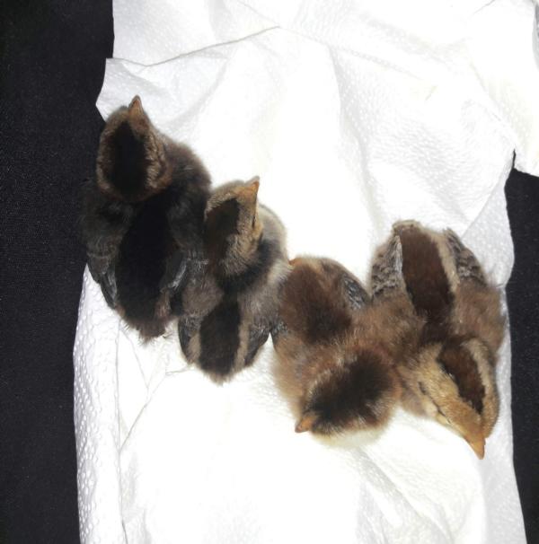 Am Karfreitag, 10.4.,  haben wir 4 kleine reinrassige "Blümchen" bei der Züchterin ausgesucht und abgeholt. 7 Tage alt sind sie - und winzig...