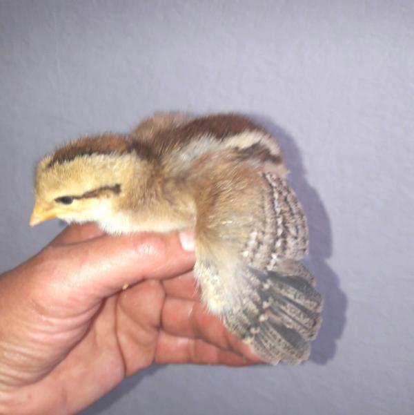 Wir stellen uns mit Fotos vom 21. 4. vor: