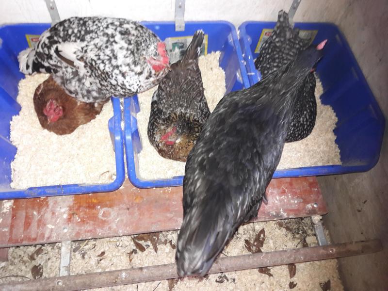 von l. n. r.:
Italienerin "Bella", Blumenhenne "Schoko" und eine der "dicken Mechelner Bertas".  


.
.                         

auf der Kante:
Blumenhenne "Flocke" und Silverudd "Lykke".......
.
.
Bitte nicht drängeln. ....
Auf der anderen Seite stehen auch noch 3 Kisten.
