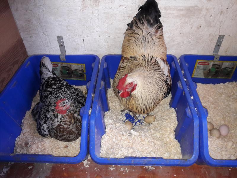 Flocke muss ihr erstes Ei loswerden. Sam hat was gemerkt, steht ihr bei, purrt und gökkelt leise.