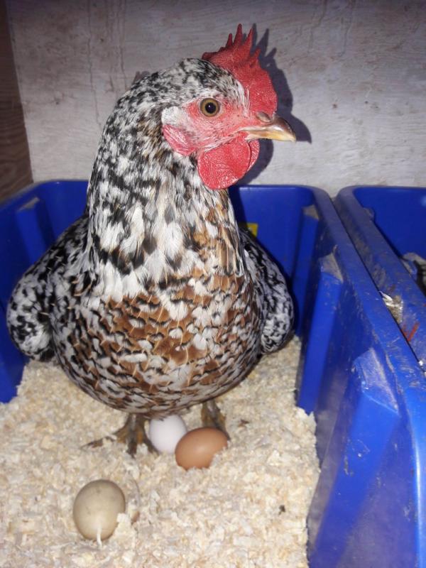 Stolz und mit lautem Gegacker!
Da ist es!