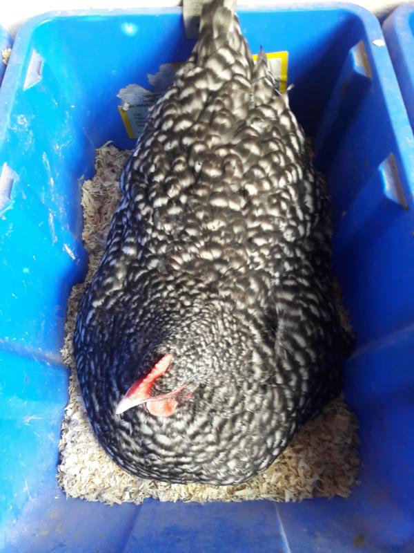 Gegenüber sitzt schon eine dicke Mechelner...