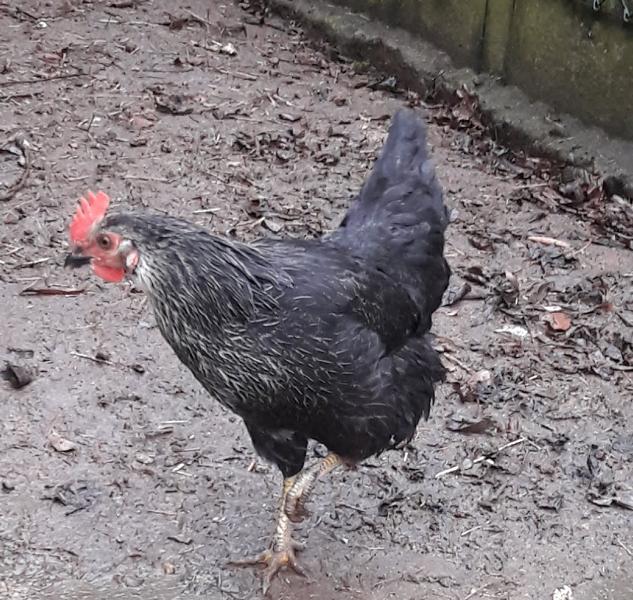 Silverudd "Linnea" (Moosglöckchen)
Eine der beiden Grün-Legerinnen.