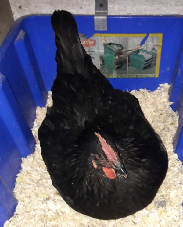 Silverudd "Lykke" (Glückliche) 