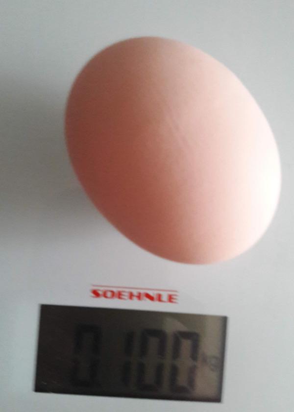 Hin und wieder finde ich auch ein "Monster-Ei" im Nest