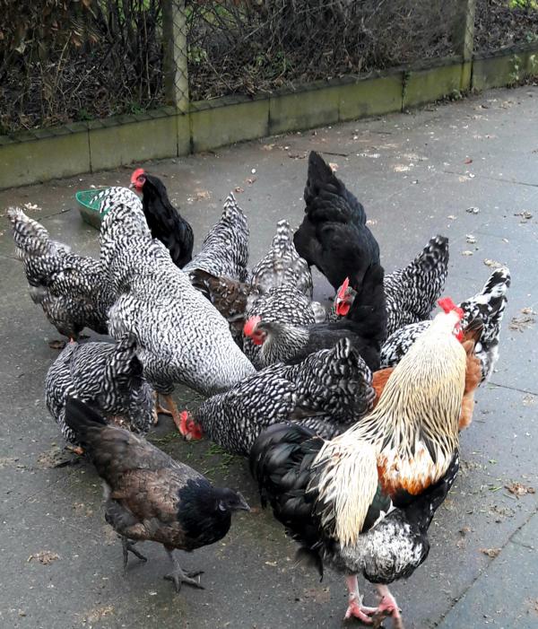 Friedvolles Frühstück im Vor-Auslauf. 
Es ist genug für alle da. Und dann geht es auf die Wiese...
Im Gedränge oben rechtes: Eine Australorps. Direkt vor ihr: "Linnea" die Silverudd.
Im Vordergrund, hinter Sam Brahma-Mix:  Die MischMasch-Henne "Täubchen" . Mittendrin Hannilein.