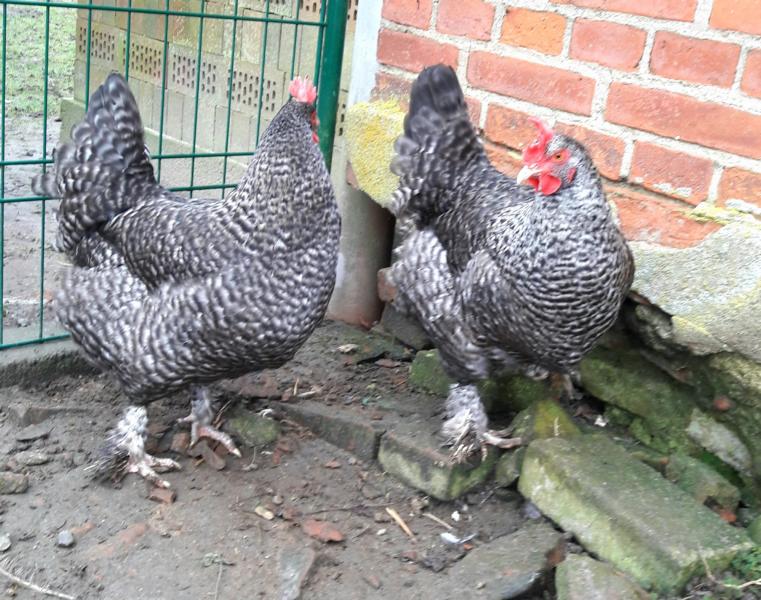 Am 23. Januar holte ich die beiden Maran-Ladies, die "Schoko-Legerinnen"
Links "Annie" und rechts "Mara" (mit dem helleren Halsgefieder)